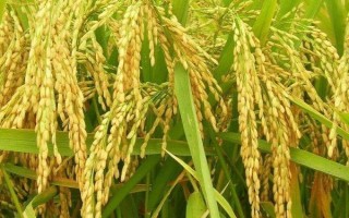 臨稻24號(hào)水稻種子介紹，屬中晚熟品種