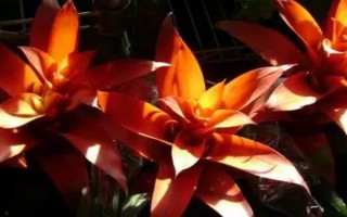 怎么養(yǎng)菠蘿花，適宜的生長溫度在20-35℃之間