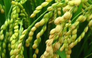 中政華占699水稻品種的特性，注意防治白葉枯病