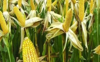 DF736玉米種簡介，中抗莖腐?。?6.2%MR）