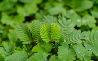 含羞草需不需要施肥，需要適量施肥