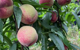倉鼠可以吃哪些食物，可以吃小米、香蕉、桃子等