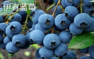 黑龍江伊春的特產(chǎn)，是我國優(yōu)質(zhì)黑木耳主產(chǎn)區(qū)