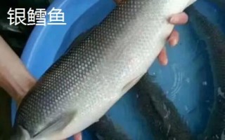 深海銀鱈魚的價格，通常85-100元一斤