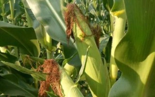 華西829玉米種簡介，該品種為高淀粉玉米品種
