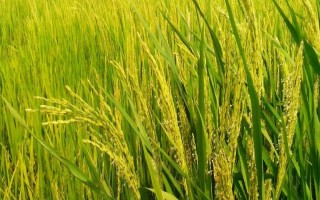 揚秈優(yōu)819水稻種子特征特性，全生育期122.7天