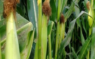 滬甜6號玉米種簡介