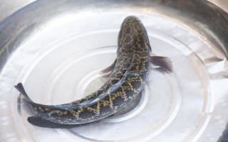 黑魚能長多少斤，黑魚能長到8-9千克