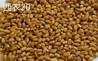西農(nóng)小麥種子，常見這6種