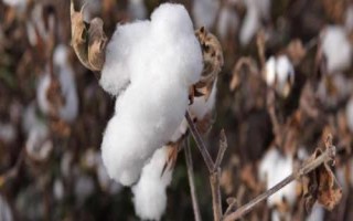 岡棉10號(hào)棉花種簡(jiǎn)介，4月上中旬播種