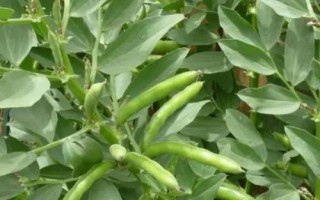 半陰半陽(yáng)適合種什么蔬菜，可以種韭菜、空心菜、蠶豆和花生等