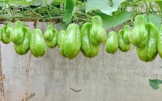 佛手瓜在幾月成熟，一般在9-10月成熟