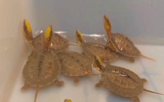 金錢龜苗怎么養(yǎng)殖，定時(shí)定量投喂飼料