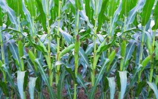 嘉華6號玉米種子介紹，該品種品質(zhì)總評分85.3分