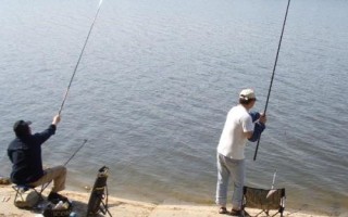 初春野釣鯽魚的技巧，打窩時窩料首選酒米