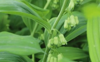 玉竹一畝地產(chǎn)多少，一畝地的產(chǎn)量為1400斤左右