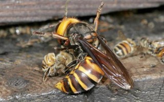 被黃胡蜂蟄了怎么辦，遠(yuǎn)離蜂巢后再用弱酸性溶液清洗傷處
