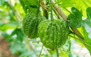 種植苦瓜的時(shí)間和方法，北方地區(qū)3-4月份可在棚內(nèi)育苗、長(zhǎng)江流域在3月份播種