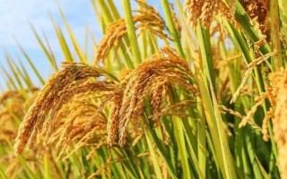 吉優(yōu)353水稻種子特點(diǎn)，大田每畝用種量5千克