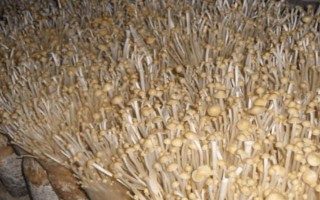 金針菇的種植方法，菌袋適合放置在20-25℃培育室內(nèi)