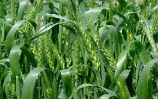中植7號(hào)小麥種子特點(diǎn)，10月中下旬播種