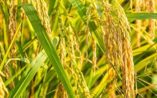廣8優(yōu)2156水稻種簡介，全生育期141天
