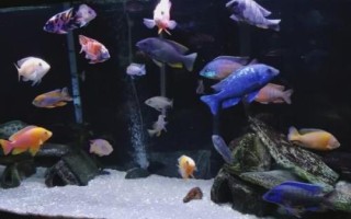 三湖慈鯛能與什么魚混養(yǎng)，可與三湖的雜鯛混養(yǎng)