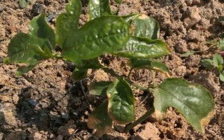 百香果如何進行春季管理，在定植后應(yīng)該澆足定根水