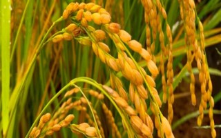 玉絲6號水稻品種的特性，該品種屬感溫秈型常規(guī)水稻