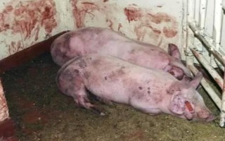 非洲豬瘟有哪些癥狀，常表現(xiàn)為沒有明顯癥狀突然死亡