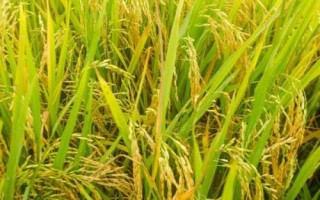 錦城優(yōu)雅禾水稻種子簡(jiǎn)介，秈型三系雜交水稻品種