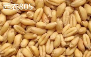 西農(nóng)小麥種子，常見這6種