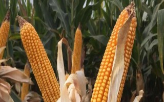 大唐220玉米品種的特性，每畝5000株