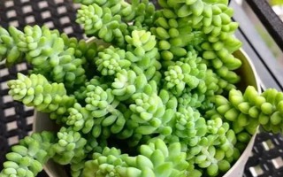 怎么養(yǎng)多肉玉墜，適宜生長溫度在20℃左右