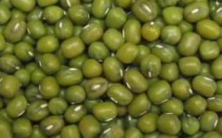 綠豆芽種植技術，選種是培育的第一步