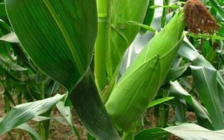 睿德282玉米種簡(jiǎn)介，適宜播種期4月下旬至5月上旬