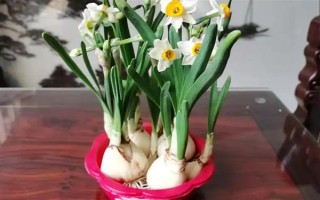 水仙花一直長高不開花的原因，可能是缺少光照或養(yǎng)分不足所致
