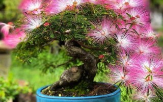 怎么養(yǎng)合歡花，在生長期間應該保證有足夠的光照