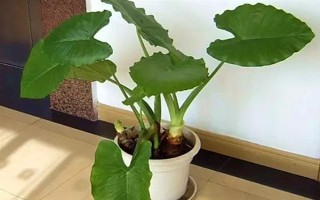 滴水觀音的養(yǎng)殖方法，適合生長在濕潤的環(huán)境中