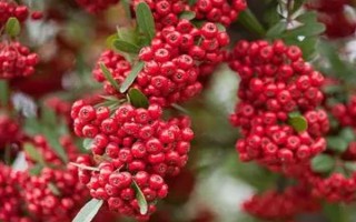 火棘的花語，寓意紅紅火火