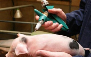 一公斤的豬打多少青霉素，用量多為5萬單位