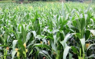 秦龍906玉米種子簡(jiǎn)介，適宜播期6月20日前