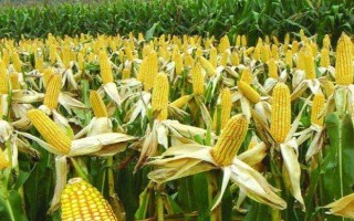 凱育8玉米種子特征特性，適宜播期為6月26日之前