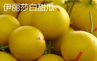 厚皮甜瓜品種，這幾個品種的瓜肉厚度達(dá)到4厘米