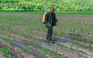 怎么防治玉米的蟲害，輪作倒茬、清潔田園可減少初侵染源