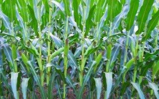 中農(nóng)甜2號玉米種子特征特性，適宜播種期5月初至6月中旬