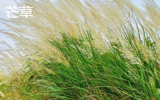 芒草和荻的區(qū)別是什么，種屬、植物樣式均不同