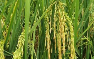 特優(yōu)386水稻種子介紹，全生育期120～147天