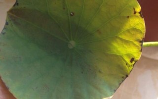 蓮花的養(yǎng)殖方法，每天的曬光時(shí)長(zhǎng)要超過(guò)7小時(shí)