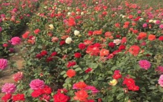 大花月季種植技術(shù)，通常在早春或晚秋進(jìn)行扦插